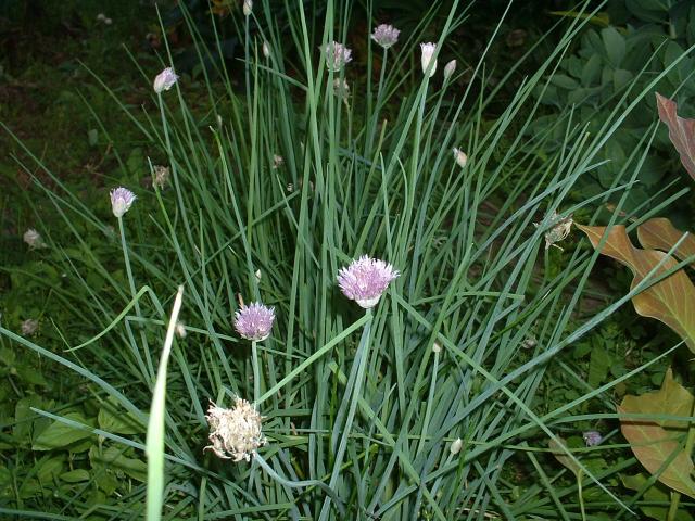 Chives